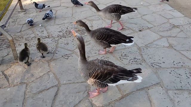 Парк Цитадели Барселона, птицы смотреть онлайн