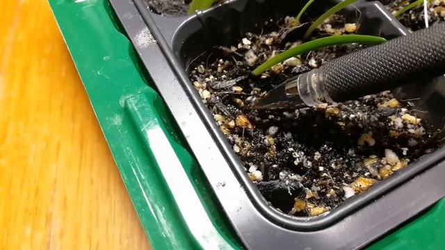 Семена спустя 3 недели. Гиппеаструм, молодило, седум, лаванда, мята, бегония, вашингтония из семян смотреть онлайн