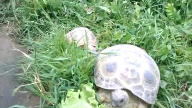 Как размножаются черепахи смотреть онлайн