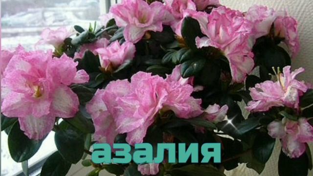 Естественные очистители воздуха! Помощь асматикам и аллергикам!