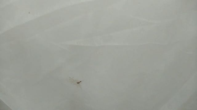 Вот это ЖЕСТЬ! Критическая Температура. В теплице лёд. У соседей замёрзли тюльпаны, как там томаты? смотреть онлайн