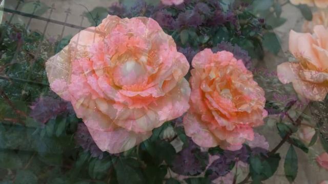 Blumentanz ? Танец цветов ?? смотреть онлайн