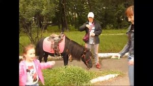 Катание на ПОНИ. Лошади. Удивительные животные. Развлечения для детей