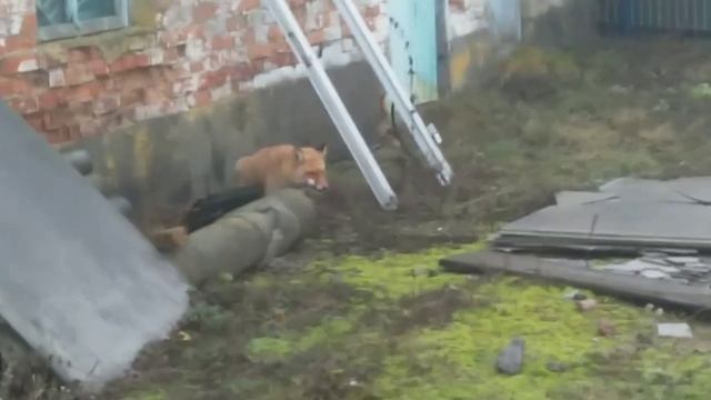 БЕШЕНАЯ ЛИСИЦА НАПАДАЕТ ПЕРВОЙ!!! смотреть онлайн