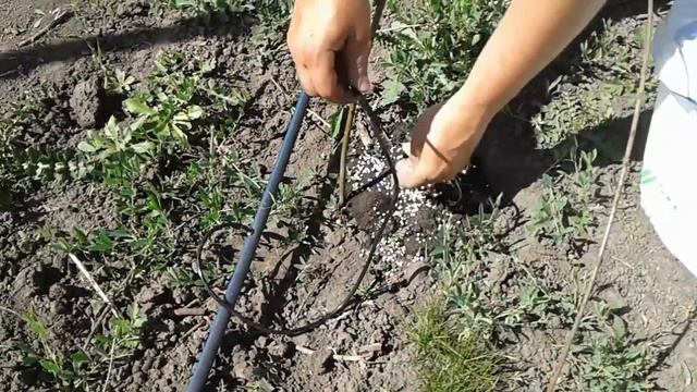 Комплексная весенняя подкормка ежевики и голубики смотреть онлайн