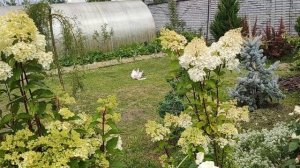 ЧЕМ ОТЛИЧАЕТСЯ ГОРТЕНЗИЯ ФРАЙЗ МЕЛЬБА ОТ ВАНИЛЛА ФРАЙЗ | Какая гортензия самая красивая