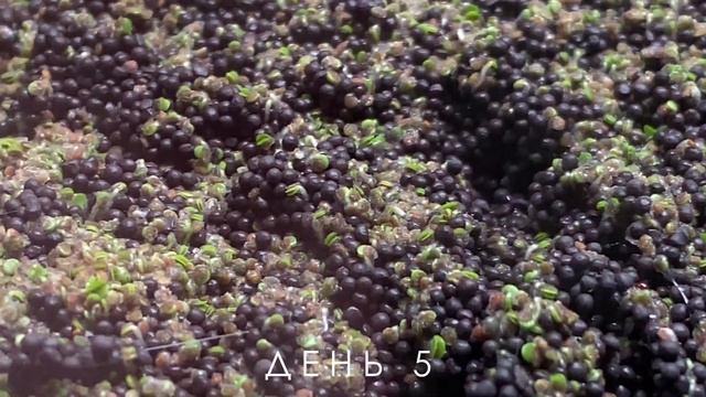 Новый аквариум 35л Dennerle (Монте Карло за 2 недели) смотреть онлайн