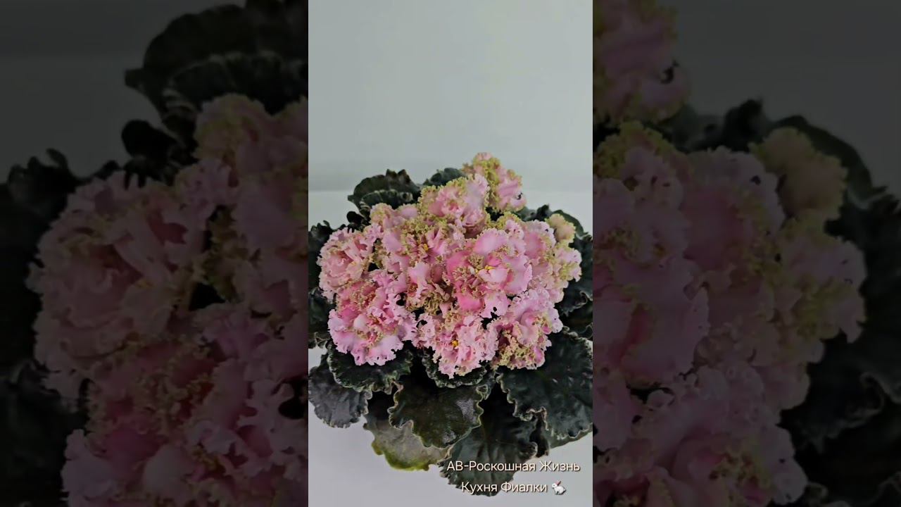 фиалка АВ-Роскошная Жизнь. Кухня Фиалки . fialki.of.by смотреть онлайн