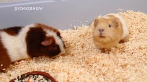 ПЛЮСЫ и МИНУСЫ содержания МОРСКИХ СВИНОК / SvinkiShow