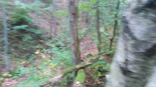 Партизанские землянки в Калининградской области. Светлогорск Балтика. смотреть онлайн