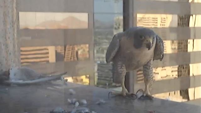 Falcon at EY - Phoenix, Part II смотреть онлайн
