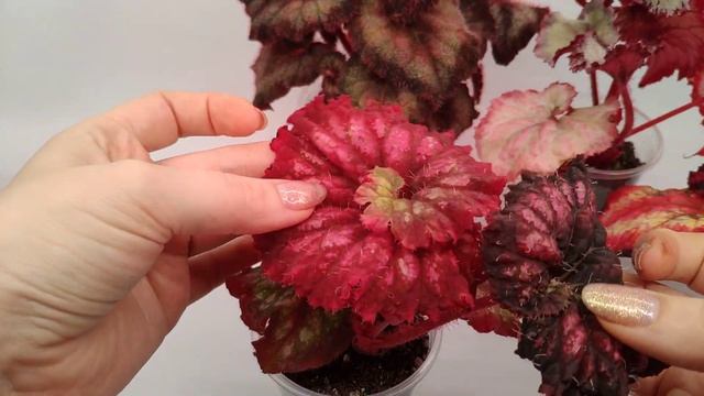 Бегонии селекции СВ. смотреть онлайн