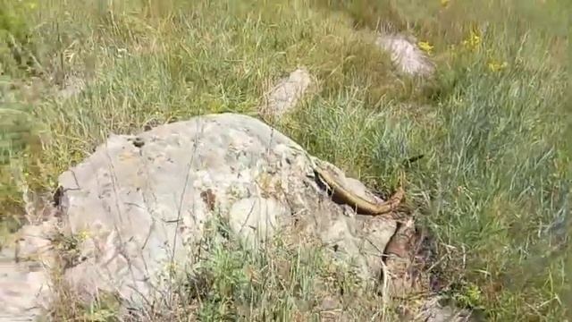 Мегалиты в Тульской области, Конь камень и поле мегалитов в тульской области #мегалит#аномалия смотреть онлайн