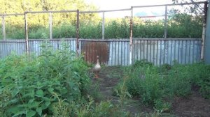 Голоса гусей. Гуменник.