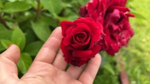 Роза №8 Norita/Норита