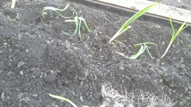 Мой эксперимент! Сажаю чеснок через рассаду.Что из этого получится? смотреть онлайн