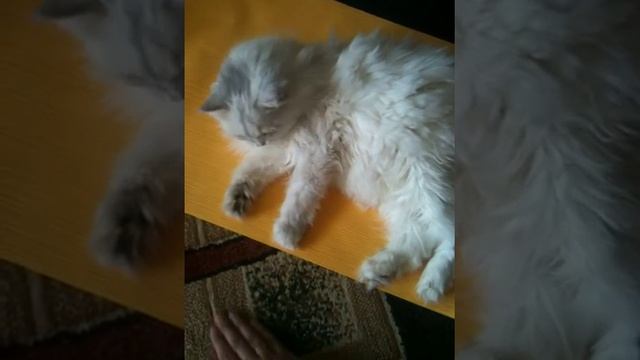 Мой кот Персидский Шиншилла "Пушок" смотреть онлайн