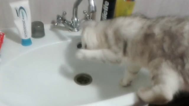 котенок Британская шиншилла смотреть онлайн