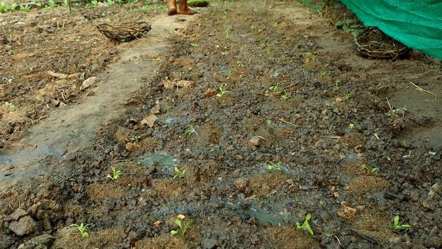 Brassica juncea Easy to grow at home смотреть онлайн