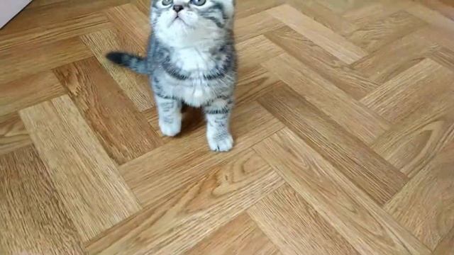 Игривый красавец - Тигровый Табби? Котёнок Enrgizer ?⚡ смотреть онлайн