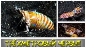 САМЫЙ ЖУТКИЙ ХИЩНИК ОКЕАНА червь боббита, Eunice aphroditois или bobbit worm.