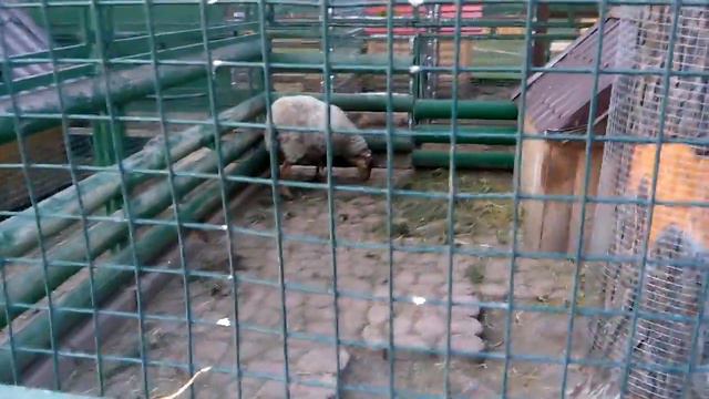 Зоопарк на объездной смотреть онлайн