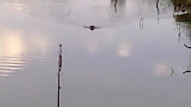 Ондатра))) смотреть онлайн