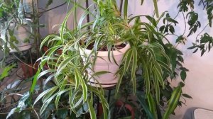 Хлорофитум  "Хохлатый". Кто им лакомится?!? Уход и размножение в домашних условиях .