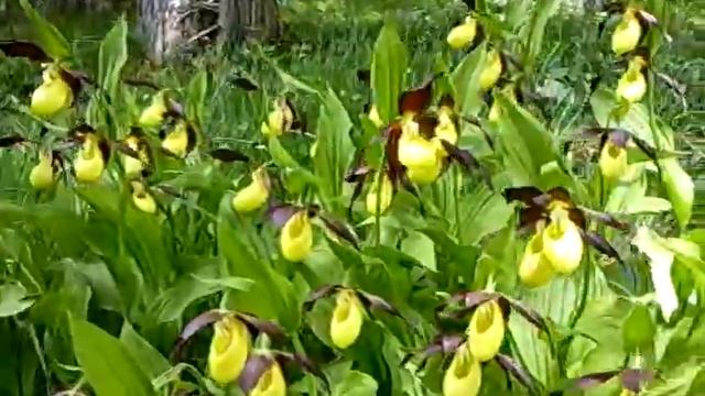 Cypripedium calceolus L. (Scarpette della Madonna) смотреть онлайн