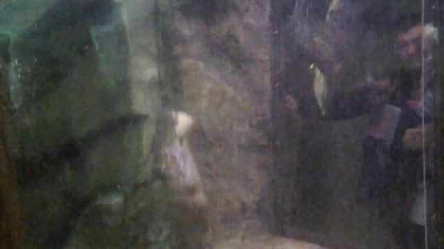 Ходим по зоопарку рио в Сочи#5 смотреть онлайн