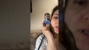 Правда о содержании дома обезьяны