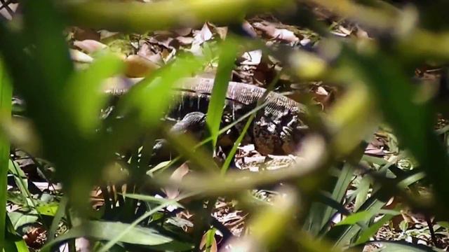 Aventura Zen - Wildlife Tour in Florianopolis (Brazil) смотреть онлайн