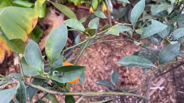 Ultimate Citrus Success: Discover the Best Container Citrus Tree for Bountiful Harvests! смотреть онлайн