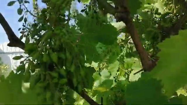 Последствия обработки винограда препаратом Ридомил Голд смотреть онлайн