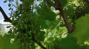 Последствия обработки винограда препаратом Ридомил Голд