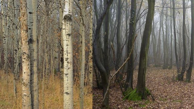 22.2. Цветковые деревья. Часть 2 смотреть онлайн