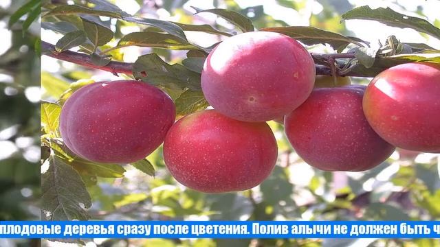 Посадка алычи и уход смотреть онлайн