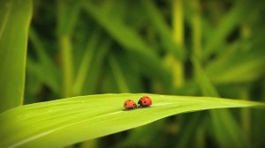 Minuscule - Sow the Wind and Reap the Whirlwind