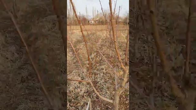 Жарым Жапыс Гилас эгуудогу кемчиликтер. #Полукарликчерешня #Интенсивныйсад смотреть онлайн