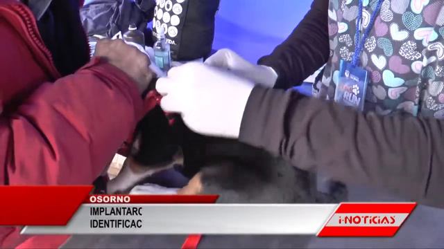 mplantaron -sin costo- el microchip de identificación a perros y gatos смотреть онлайн