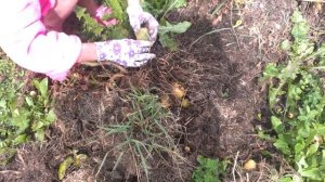 Выращивание картошки в сене на даче - Картофель Адретта