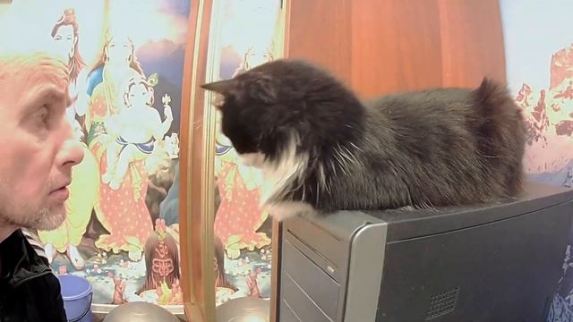 Игра человека и Кошки 26 Декабря 2022 смотреть онлайн