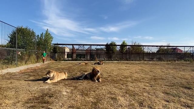 Лев Малыш набрал в машинке себе мяса по вкусу ! смотреть онлайн