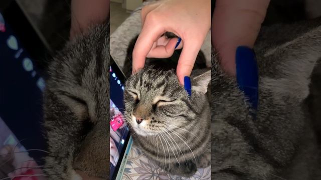 Кошка громко мурлычет от удовольствия! Кошачий релакс!