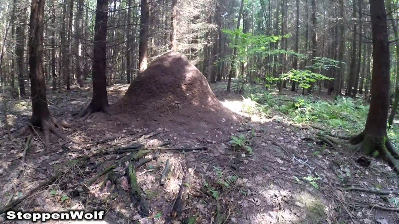 Москва - Питер / Муравейники / Взгляд натуралиста / Когда один в лесу смотреть онлайн