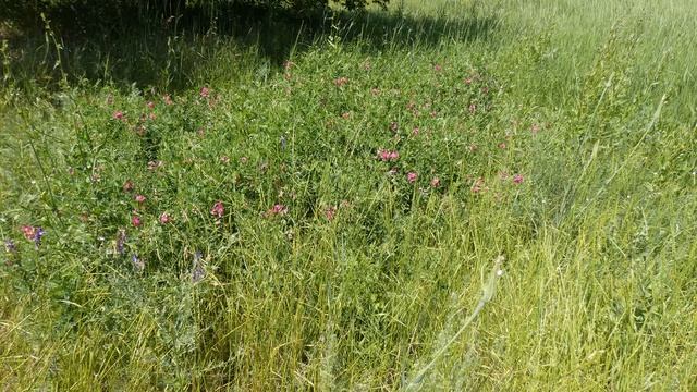 3 июля-День святого Мефодия.Народные приметы. смотреть онлайн