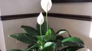 ЖЕНСКОЕ СЧАСТЬЕ. Приметы и суеверия о Спатифиллуме.