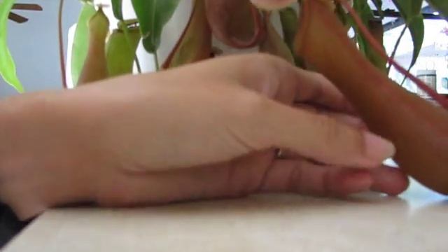 Nepenthes Ventrata Feeding Or Fertilizing Pitchers