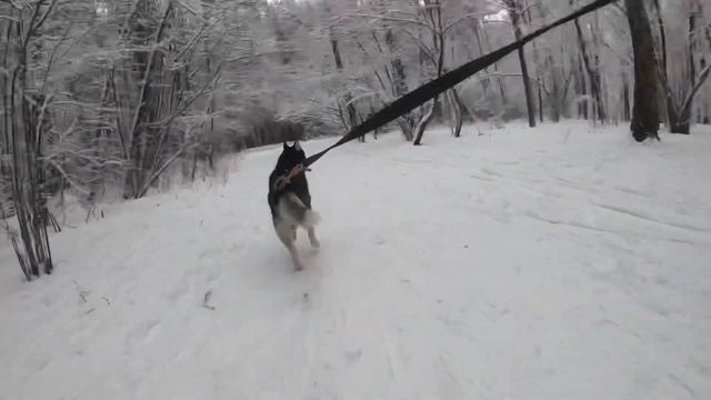 Хаски Буран катает на сноуборде смотреть онлайн
