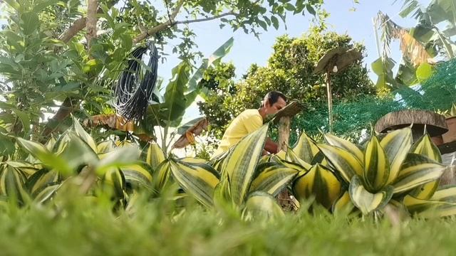 https://www.facebook.com/profile.php?id=100064234981940 #sansevieria #sansevieriahunter смотреть онлайн